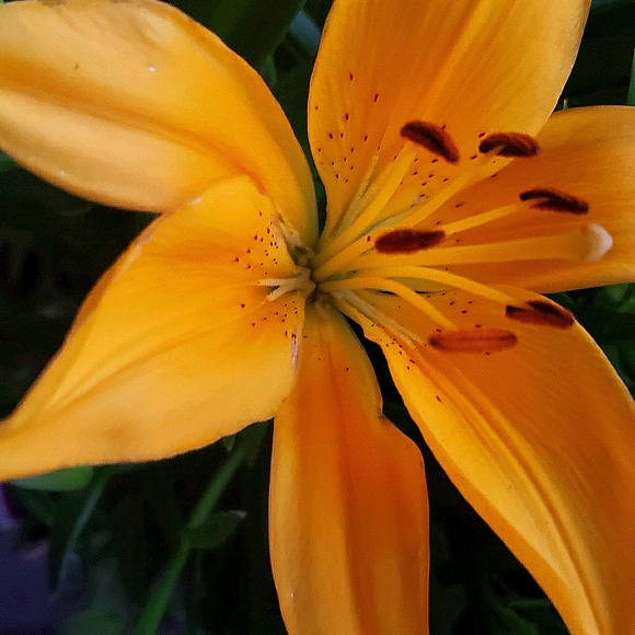 Meet your Posher, Brenda, ~HipFarmChick Designs~ - Picture 4 of 16